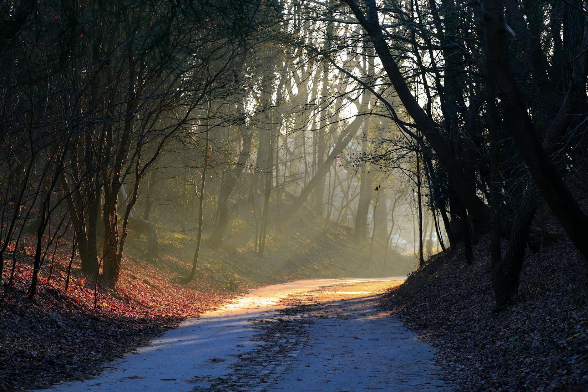 road in park in winter